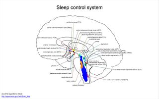 Sleep control system
